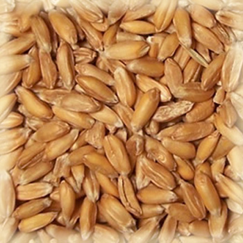 PINTA Malto in grani Château Spelt farro kg 1